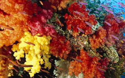 محیط زیست برای انتقال مرجان ها مجوز صادر نخواهد کرد